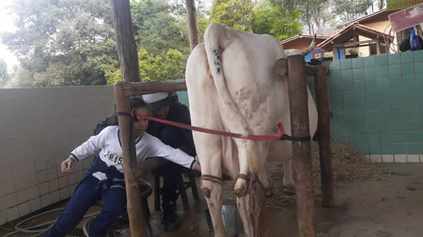 Bicho Mania 2022